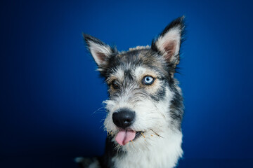 Beautiful mix-breed bi-eyed husky dog against blue background. 