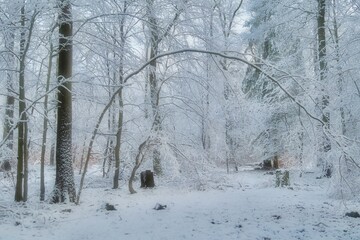 winter in the park