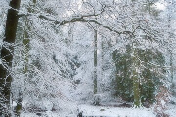 snow covered trees