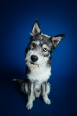 Beautiful mix-breed bi-eyed husky dog against blue background. 