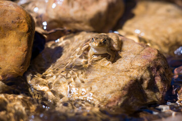A brown frog sitting on a rock in a stream facing the camera