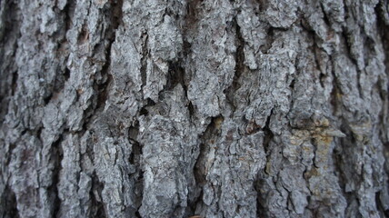 Bark of old coniferous tree, tree bark background