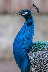 Fototapeta premium blue peacock head, peacock close up