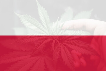 Medical cannabis in the Poland. leaf of cannabis marijuana on the flag of Poland.