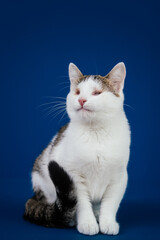 Fototapeta na wymiar Beautiful blind cat posing against blue background. 