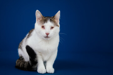 Beautiful blind cat posing against blue background. 