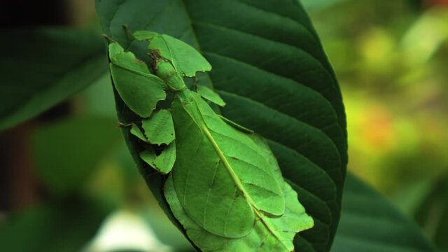green Phylliidae sticking under a leaf and well camouflaged and themes towards the stem on a tropical forest