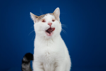 Beautiful blind cat posing against blue background. 