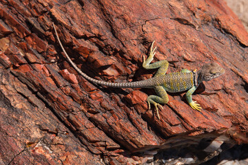 Halsbandleguan 3