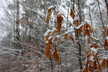 Old dried oak leaves in winter forest