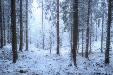 forest in winter