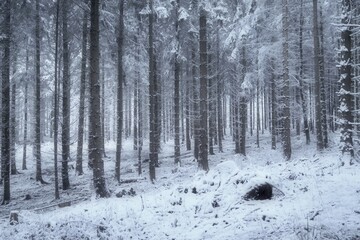 forest in winter