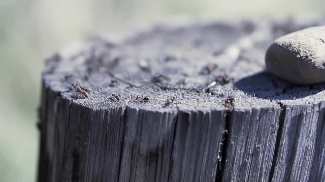 Close up of ants on a cut tree trunk. Clip. Summer natural background with an old tree stump and many small ants looking for food. 