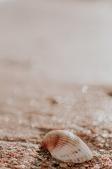 seashell on a blurry background of brown sea sand. Selective focus on seashell. Background wallpaper design. Photos of sea shells in a beige color. Vertical photo. The background image