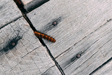 Fluffy orange caterpillar on unpainted wooden floor