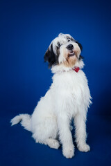 Romanian Mioritic shepherd puppy posing against blue background. 