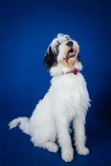 Romanian Mioritic shepherd puppy posing against blue background. 