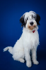 Romanian Mioritic shepherd puppy posing against blue background. 