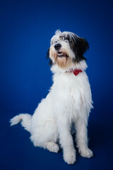 Romanian Mioritic shepherd puppy posing against blue background. 
