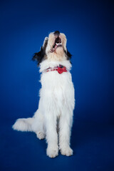 Romanian Mioritic shepherd puppy posing against blue background. 