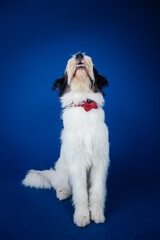 Romanian Mioritic shepherd puppy posing against blue background. 