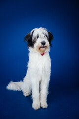 Romanian Mioritic shepherd puppy posing against blue background. 