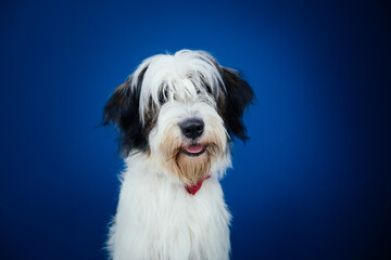 Romanian Mioritic shepherd puppy posing against blue background. 