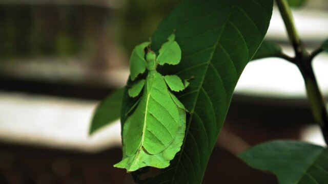 green Phylliidae sticking under a leaf and well camouflaged and themes towards the stem on a tropical forest