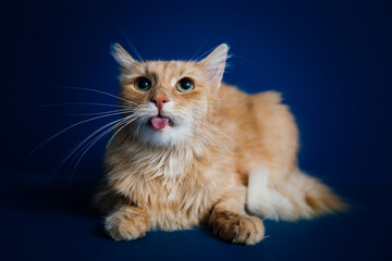 Beautiful orange longhaired cat posing against blue background. 
