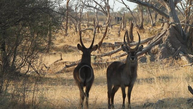 Antilope Sable en Africa