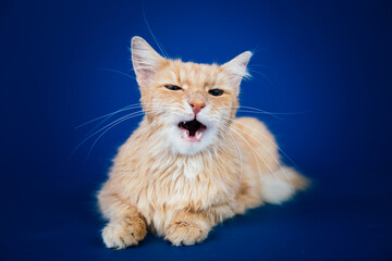 Beautiful orange longhaired cat posing against blue background. 