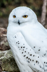 snowy owl on the ground,