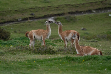 The guanaco (Lama guanicoe)