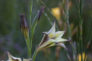 Gladiolus tristis (marsh Afrikaner) flowers has cream petals with purplish midlines and blooms at night