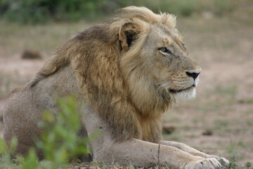 male lion in the wild