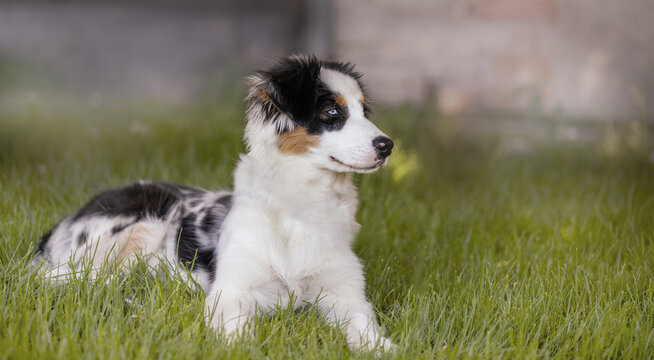 australian shepperd puppy welpe wiese