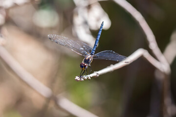 Navy Dropwing (Trithemis furva) blue dragonfly perched on a twig by a stream