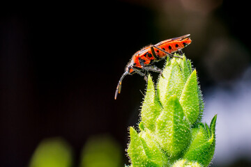 Makros aus Landschaft und Garten
