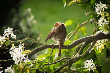 Vögel in der Natur