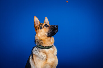 Beautiful German shepherd dog against blue background. 