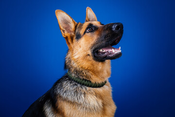 Beautiful German shepherd dog against blue background. 