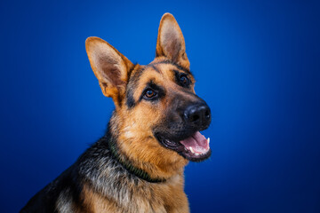 Beautiful German shepherd dog against blue background. 