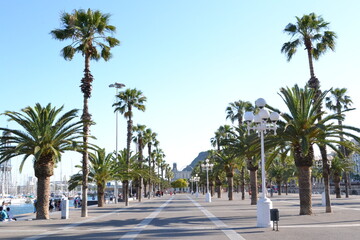 Fototapeta premium Barcelona city Park with Palms and Walking way Spain