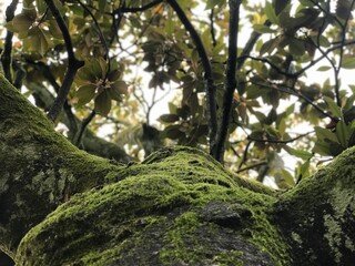Fototapeta premium Big old green tree Batumi Georgia 4 July 2018