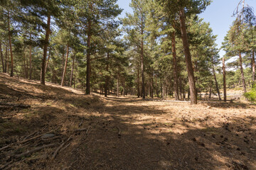 pine forest in Sierra Nevada in southern Spain