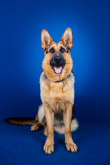 Beautiful German shepherd dog against blue background. 
