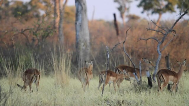 Impalas en Africa