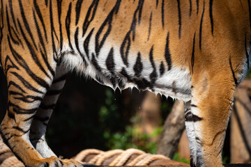 tiger wildlife mammal predator, wild carnivore animal, bengal tiger showing in zoo