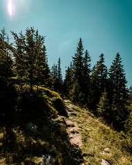 forest in the mountains