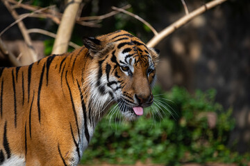 tiger wildlife mammal predator, wild carnivore animal, bengal tiger showing in zoo